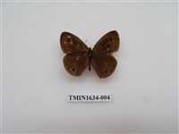 藏品(密紋波眼蝶)的圖片